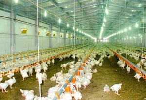 Bird flu in hen